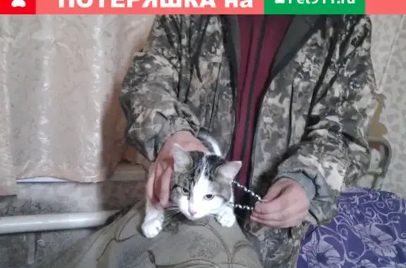 Найден котик с ошейником на ул. Красноармейская, Рославль