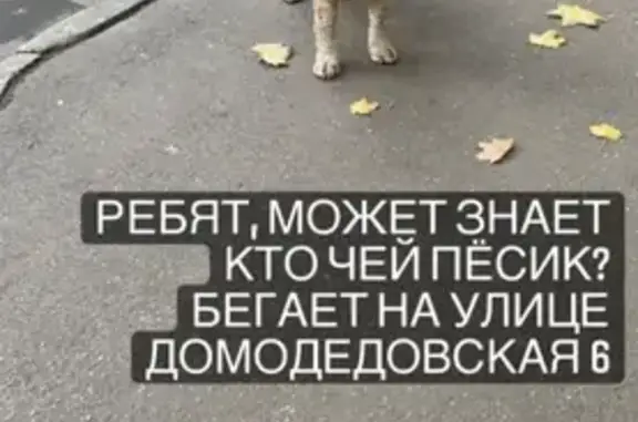 Найдена собака в районе Домодедовская, Москва