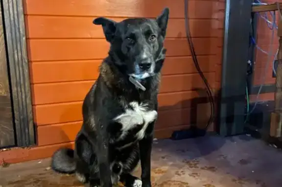 Найдена собака в Трудовой, Московская область