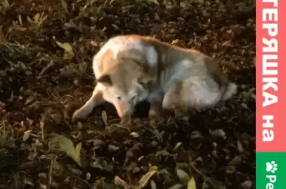Найдена белая собака с ошейником на Бульварной улице в Павловске