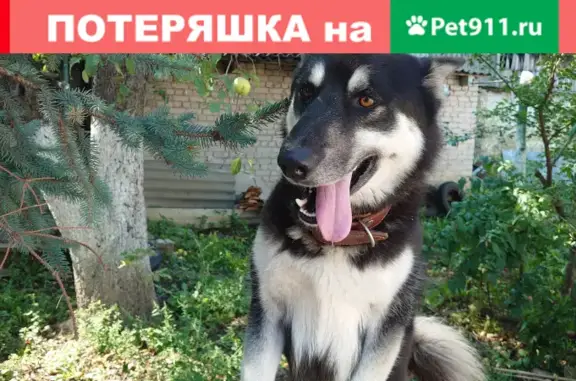 Пропала собака Чика на улице Станичной, Кисловодск