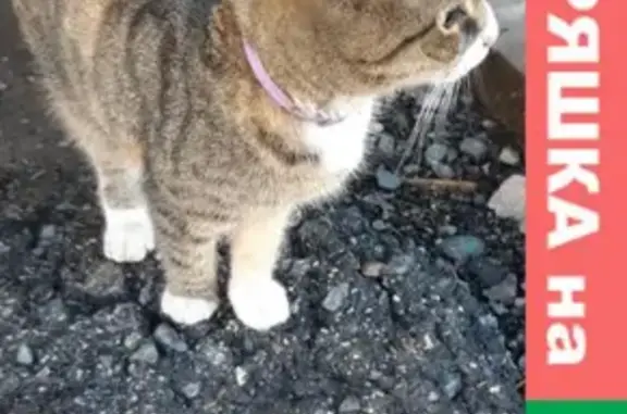 Найдена кошка на строительном дворе 