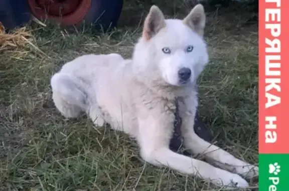 Пропала собака Хаски в Чермошне, Тульская область