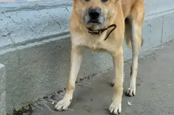 Найден пёс на 5-й Кожуховской ул. в Москве