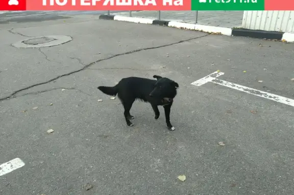 Собака найдена на Хвойной улице, Королёв, Московская область