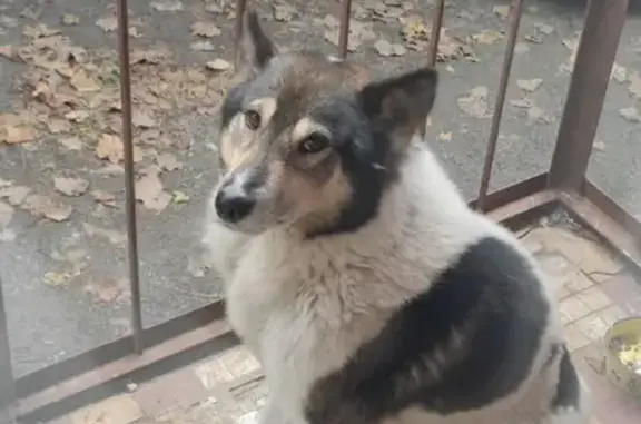 Найден пёс на ул. В.Пановой (Сельмаш) - ищем владельцев