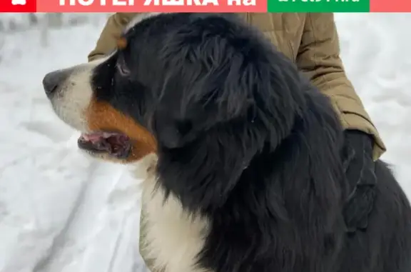 Пропала собака в Молодёжном, Иркутск: Бернский зенненхунд, 11 лет
