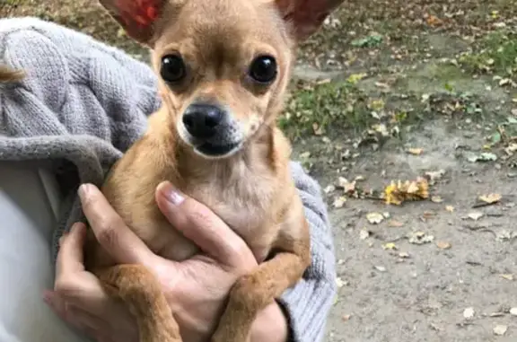 Собака Той терьер найдена в Ашман парке, Калининград