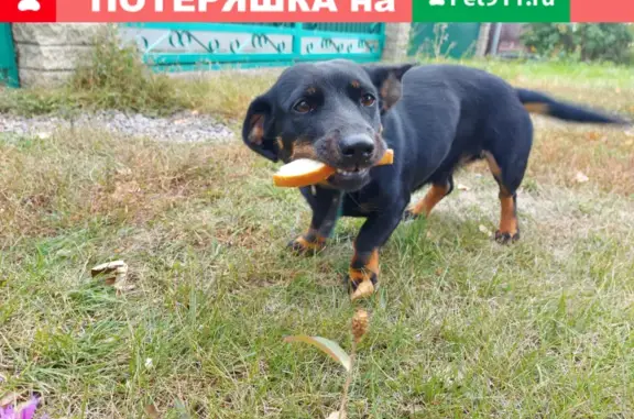 Найдена собака породы такса в Власихе с зеленым ошейником.