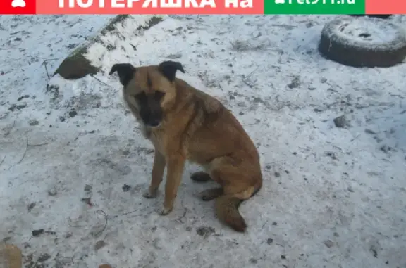 Найден рыжий пес возле острова в Измайлове, ищет хозяев. Адрес: Измайловская площадь, Москва.