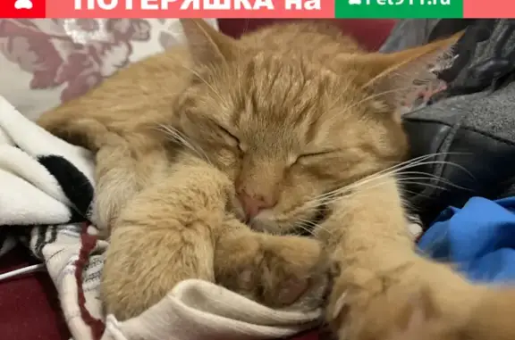 Найден рыжий кот в СНТ Светлые Горы, Московская область