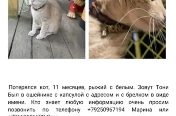 Найдена собака, Первомайское, фото: Найдена хаски в Первомайском, Московская обл.