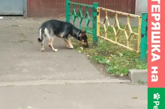 Ушастый пес найден по адресу 2-й Красногвардейский проезд, Москва.