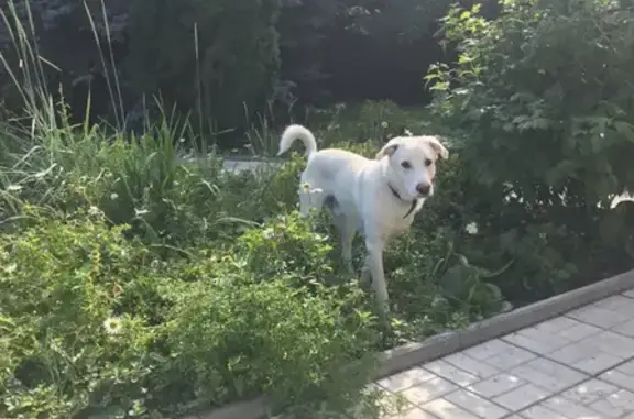 Пропала собака в Смолинском, Челябинск