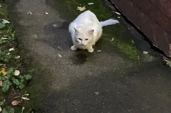 Найдена кошка в Старых Химках, 9 с1 Спартаковская улица