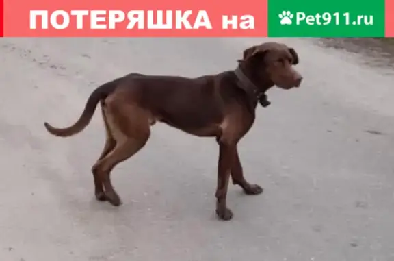 Найдена собака в Орехово-Зуево https://vk.com/k.petriyova