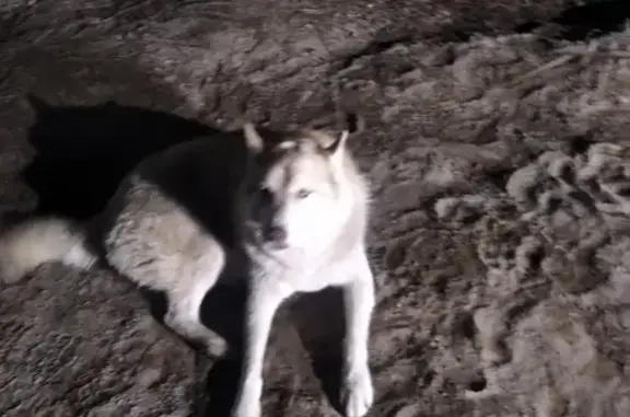 Собака Хаски найдена в Бугачево, Красноярский край.