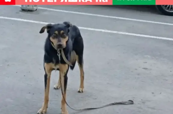 Собака найдена на детской площадке, Героев Разведчиков 24