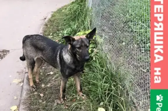 Найдена собака на ул. Никулинская