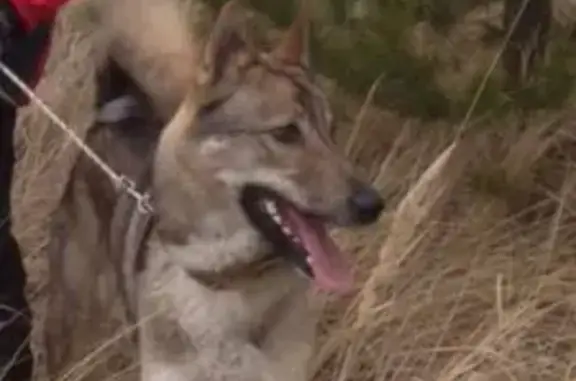 Пропала собака в Вознесенском районе Казани