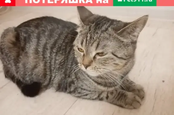 Пропала кошка КОТЯ на ул. Пархоменко, Йошкар-Ола