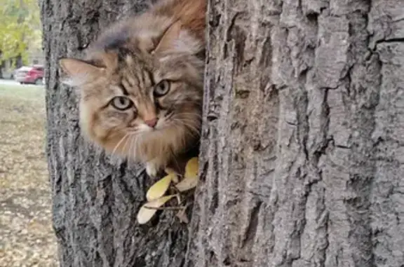 Найдена кошка на улице Пермякова