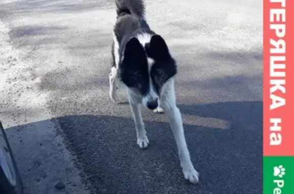 Найдена собака на перекрёстке Д.Ванина