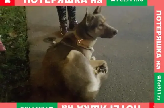 Найдена собака на Сходненской улице