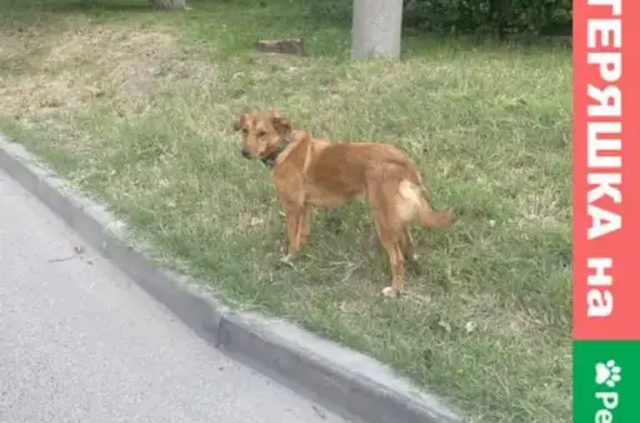 Собака с ошейником найдена на улице КИМ, Краснодар.