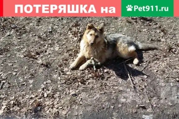 Пропала собака Шурик возле ст. Кача или Известковая, Красноярский край