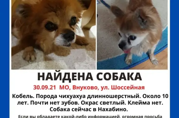 Собака чихуахуа найдена в Внуково, Москва
