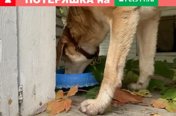 Найдена собака в Кекишево, без контактов хозяина