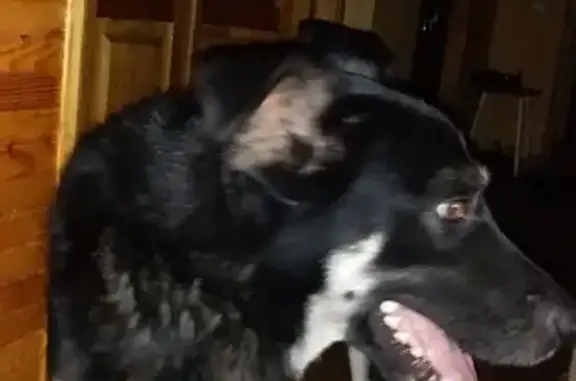 Найдена собака на Рекордной 27а в Кемерово