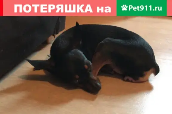 Пропала собака в Улесье, Екатеринбург, нужна помощь!