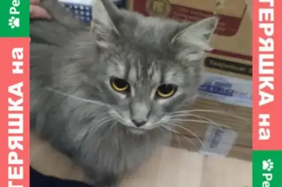 Найдена кошка на улице Зубковой в Рязани