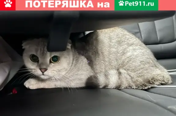 Молодая кошка найдена на Калужском шоссе