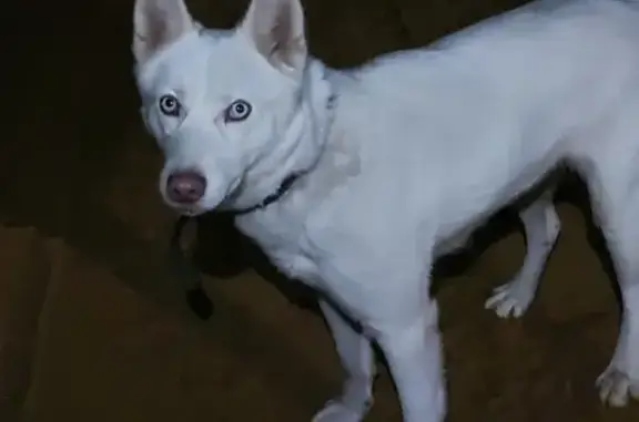 Найдена собака в деревне Протасово, Мытищинский район