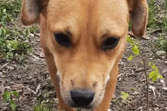 Собака найдена на улице Плодородная 24 в Краснодаре