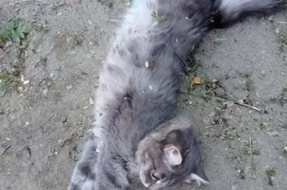 Пропала кошка Ася, Иркутская область, 89501352825