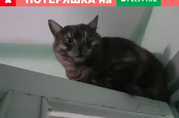 Найдена кошка в Москве, Головинский район: адрес и контакты