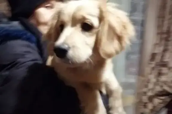 Найдена собака на Малом Машиностроительном переулке в Московке