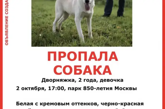 Пропала собака Розочка у главного входа в парк 850-летия Москвы