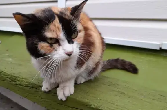 Найдена кошка в Орле, ищет дом