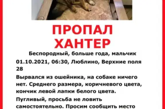 Пропала собака Диковат на 28 улице Верхние Поля, Люблино, Москва