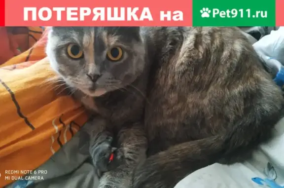 Пропала кошка в с. Ерахтур, Рязанская область