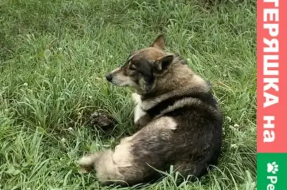 Найдена собака на Иртышской набережной, Омск