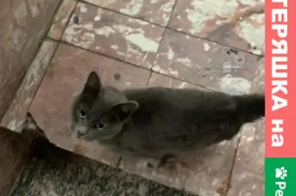 Найдена кошка в районе Стрижей