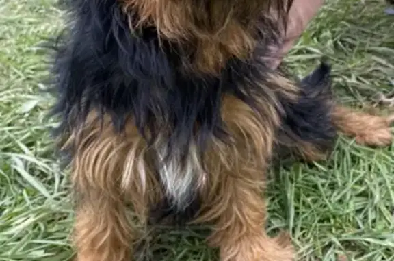 Собака Йоркширский терьер найдена на роднике в Брянске