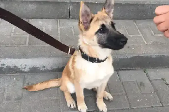 Найден щенок в парке усадьбы Ленинские горки