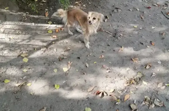 Найдена собака около 23-й школы Заводского района